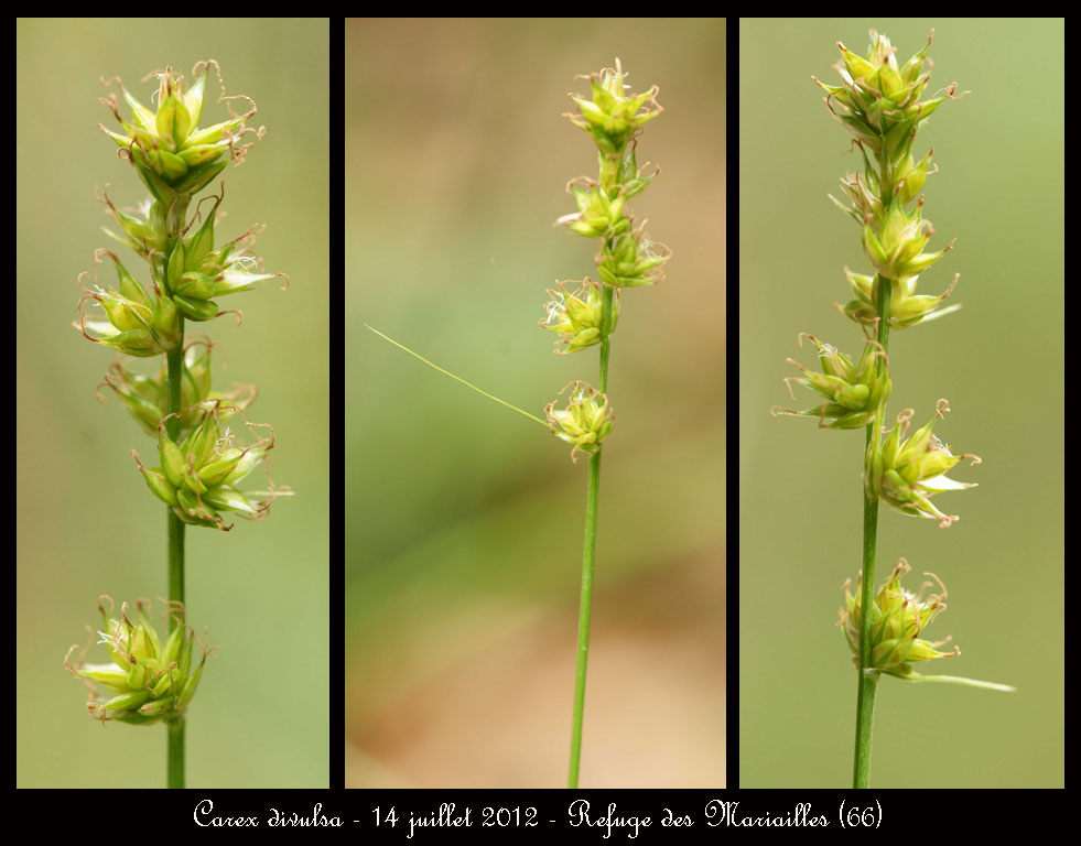 Carex divulsa